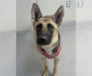 German Shepherd Dog Dogs for adoption in Pasadena, TX, USA