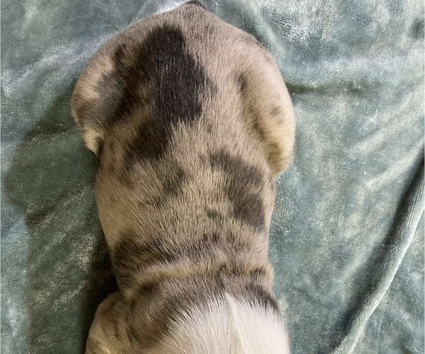 Medium Photo #19 Olde English Bulldogge Puppy For Sale in CHETEK, WI, USA