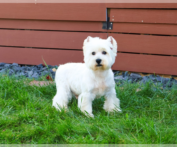 Medium Photo #6 West Highland White Terrier Puppy For Sale in SYRACUSE, IN, USA