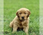 Small #4 Golden Retriever