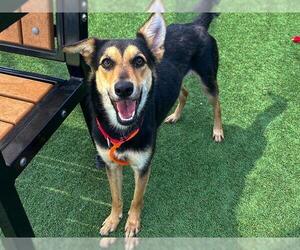 Australian Kelpie Dogs for adoption in Orange, CA, USA