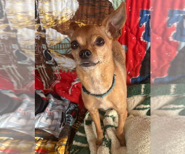 Medium Photo #3 Chihuahua Puppy For Sale in Glen Haven, WI, USA
