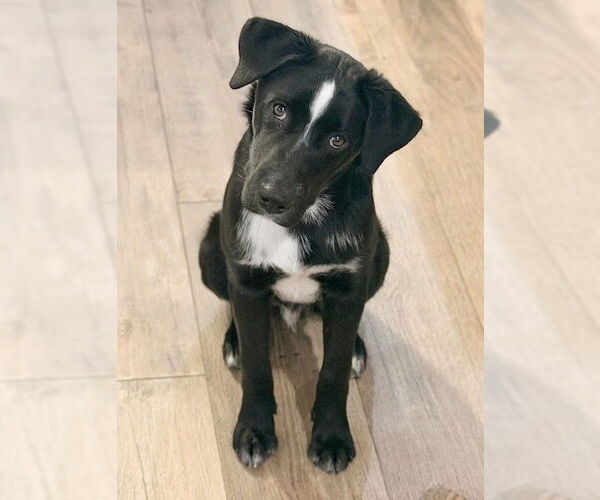 Medium Photo #2 Border Collie-Unknown Mix Puppy For Sale in Genesee, WI, USA