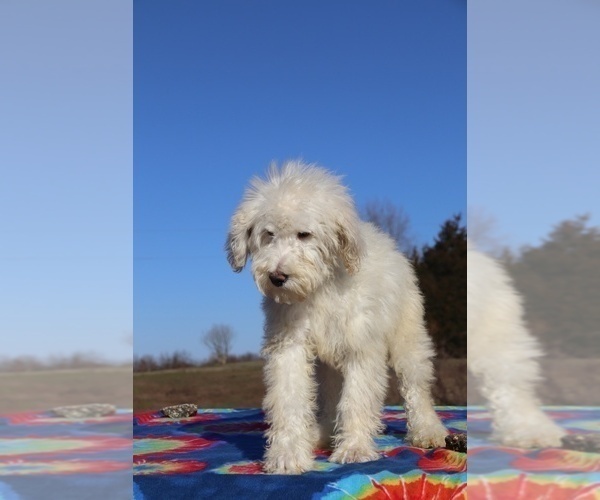 Medium Photo #22 Goldendoodle Puppy For Sale in UNION CITY, TN, USA