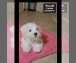 Small #2 Havanese-Zuchon Mix