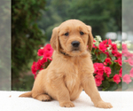 Small #5 Golden Retriever