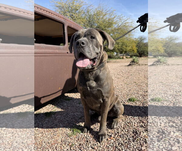 Medium Photo #4 Mutt Puppy For Sale in Goodyear, AZ, USA