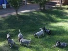 Small Photo #1 Australian Cattle Dog Puppy For Sale in MABLETON, GA, USA