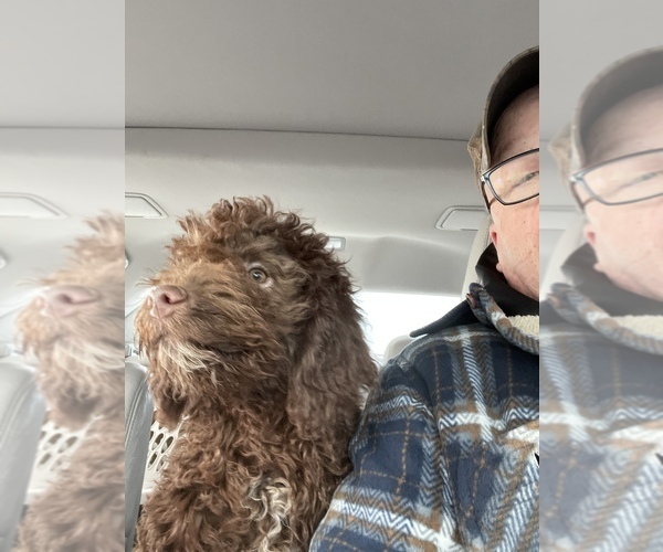 Medium Photo #2 Lagotto Romagnolo Puppy For Sale in MONDOVI, WI, USA