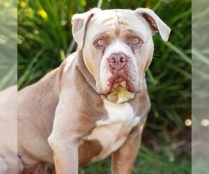 *KOA - Male Mutt Dog for Adoption - Photo #2