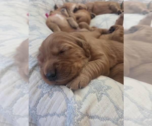 Medium Photo #3 Golden Irish-Golden Retriever Mix Puppy For Sale in EUREKA, IL, USA