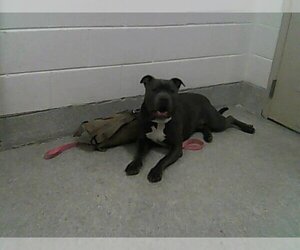 American Pit Bull Terrier-Unknown Mix Dogs for adoption in Fort Collins, CO, USA