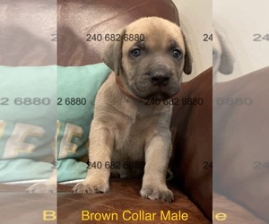 Cane Corso Puppy for Sale in LA PLATA, Maryland USA