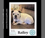 Small Photo #10 Bulldog Puppy For Sale in Kimberton, PA, USA