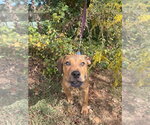 Small Photo #3 Mutt Puppy For Sale in Candler, NC, USA