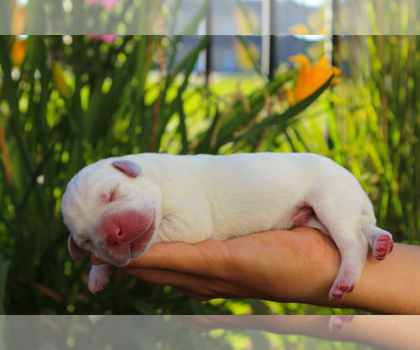Medium Photo #11 Labrador Retriever Puppy For Sale in ESCONDIDO, CA, USA