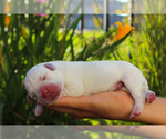 Small Photo #11 Labrador Retriever Puppy For Sale in ESCONDIDO, CA, USA