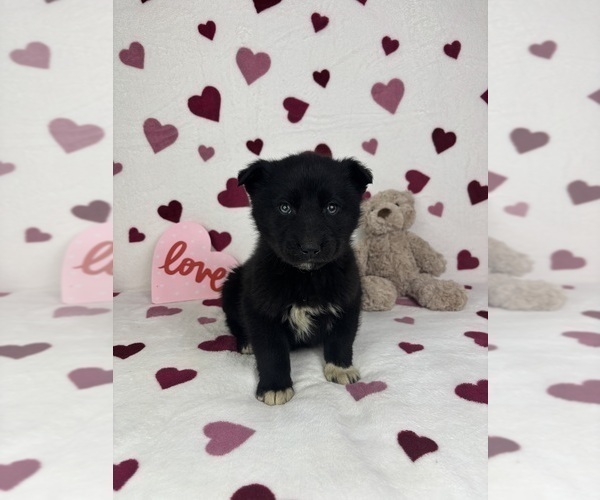 Medium Photo #3 German Shepherd Dog-Miniature American Shepherd Mix Puppy For Sale in FRANKLIN, IN, USA