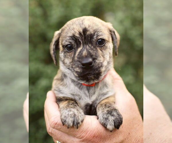 Medium Photo #1 Chi-Poo (Miniature) Puppy For Sale in Corona, CA, USA