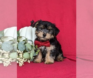 Jack-A-Poo-Yorkshire Terrier Mix Puppy for sale in OXFORD, PA, USA