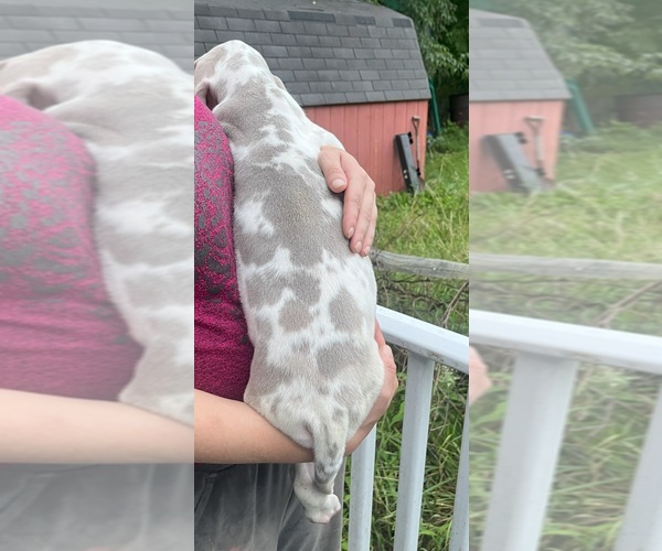 Medium Photo #17 Great Dane Puppy For Sale in SPRAGGS, PA, USA