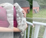 Small Photo #143 Great Dane Puppy For Sale in SPRAGGS, PA, USA
