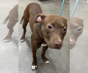 Labrador Retriever-Unknown Mix Dogs for adoption in Forestville, MD, USA