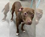 Small Labrador Retriever Mix