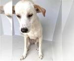 Small #1 Whippet Mix