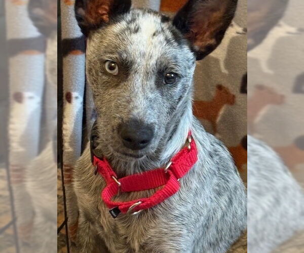 Medium Photo #1 Mutt Puppy For Sale in Garden City, NY, USA