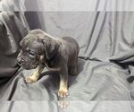 Small #6 American Bully