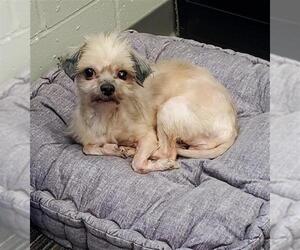 Mal-Shi Dogs for adoption in Peoria, IL, USA