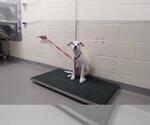 Small Labrador Retriever Mix