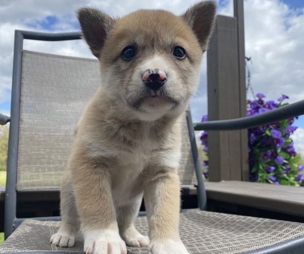 Medium Photo #5 Alaskan Husky-Border Collie Mix Puppy For Sale in RICHMOND, MI, USA
