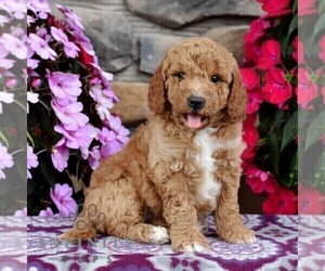 Miniature Labradoodle Puppy for sale in MILL HALL, PA, USA