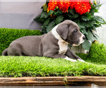 Small #5 Great Dane