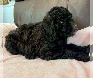 Goldendoodle Puppy for Sale in MAGNOLIA, Texas USA