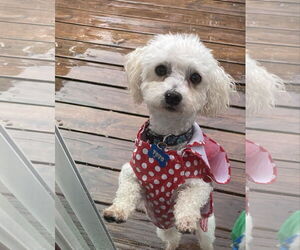 Poodle (Miniature) Dogs for adoption in St. Louis Park, MN, USA