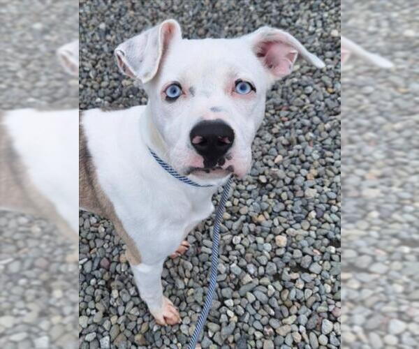 Medium Photo #1 Mutt Puppy For Sale in Woodland, CA, USA