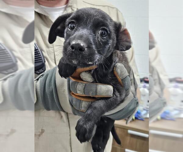 Medium Photo #1 Labrador Retriever-Unknown Mix Puppy For Sale in Temple, TX, USA