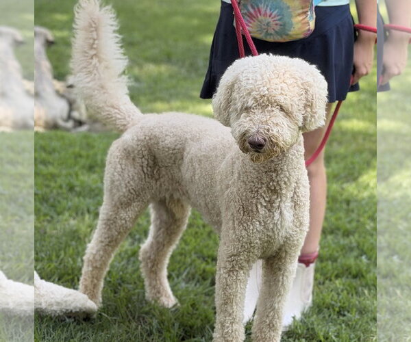 Medium Photo #2 Mutt Puppy For Sale in Yardley, PA, USA