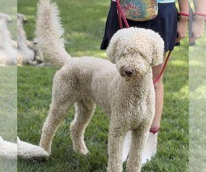 FINNEY - Male Mutt Dog for Adoption - Photo #2