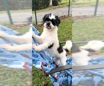 Small Photo #5 Shih Tzu Puppy For Sale in Weston, FL, USA
