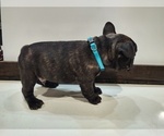 Small Photo #5 French Bulldog Puppy For Sale in WEST PLAINS, MO, USA