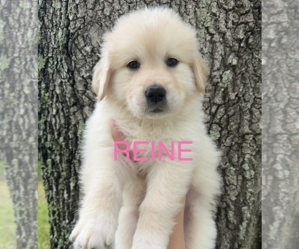 Medium Photo #1 Golden Pyrenees Puppy For Sale in NAPLES, FL, USA
