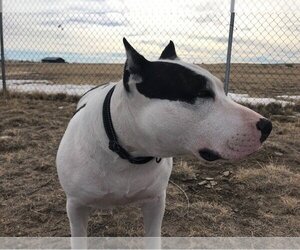 Max and Chyna - Female Bull Terrier-Unknown Mix Dog for Adoption - Photo #2