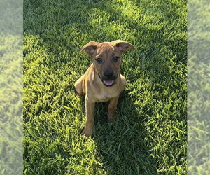 Minnesota - Female Rottweiler-Unknown Mix Dog for Adoption - Photo #2