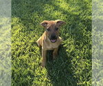 Small Photo #2 Rottweiler-Unknown Mix Puppy For Sale in Lakewood, CO, USA