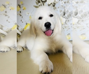 English Cream Golden Retriever Puppy for sale in AMITY, AR, USA