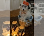 Small Photo #34 Shih-Poo Puppy For Sale in DINWIDDIE, VA, USA